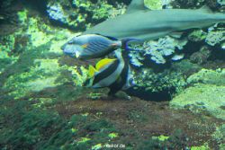 zoo-bochum-zoo-2015-03-28-061