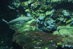 zoo-bochum-zoo-2015-03-28-062