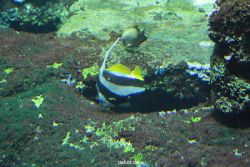 zoo-bochum-zoo-2015-03-28-064