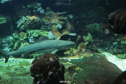 zoo-bochum-zoo-2015-03-28-065