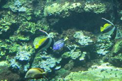 zoo-bochum-zoo-2015-03-28-066