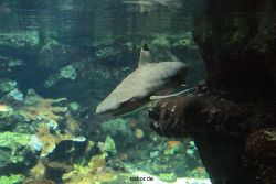 zoo-bochum-zoo-2015-03-28-069