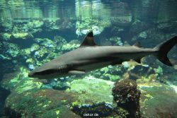 zoo-bochum-zoo-2015-03-28-070