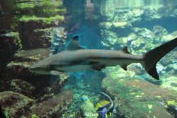 zoo-bochum-zoo-2015-03-28-071