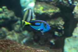 zoo-bochum-zoo-2015-03-28-072