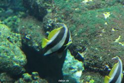 zoo-bochum-zoo-2015-03-28-075