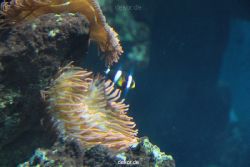 zoo-bochum-zoo-2015-03-28-079