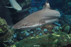 zoo-bochum-zoo-2015-03-28-082