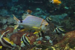 zoo-bochum-zoo-2015-03-28-084