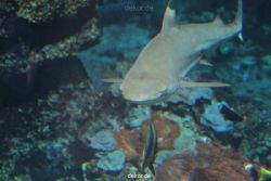 zoo-bochum-zoo-2015-03-28-085