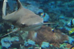 zoo-bochum-zoo-2015-03-28-086