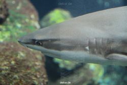 zoo-bochum-zoo-2015-03-28-088