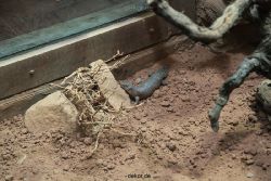 zoo-bochum-zoo-2015-03-28-090