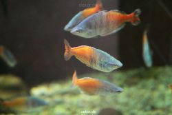 zoo-bochum-zoo-2015-03-28-094