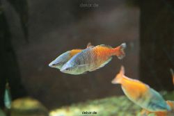 zoo-bochum-zoo-2015-03-28-095