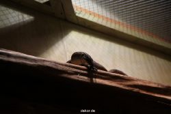 zoo-bochum-zoo-2015-03-28-096