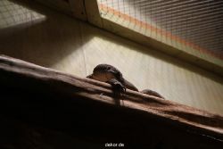 zoo-bochum-zoo-2015-03-28-097