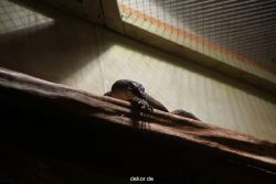 zoo-bochum-zoo-2015-03-28-098