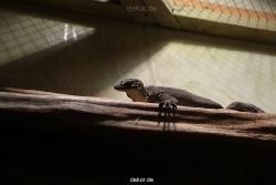 zoo-bochum-zoo-2015-03-28-099