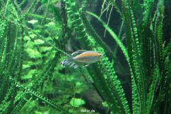 zoo-bochum-zoo-2015-03-28-101