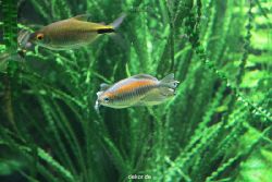 zoo-bochum-zoo-2015-03-28-102