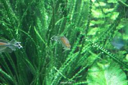 zoo-bochum-zoo-2015-03-28-103