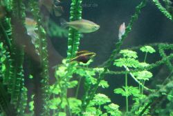zoo-bochum-zoo-2015-03-28-104