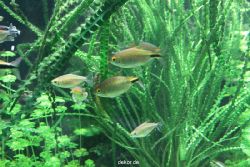 zoo-bochum-zoo-2015-03-28-107