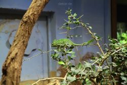 zoo-bochum-zoo-2015-03-28-108