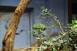 zoo-bochum-zoo-2015-03-28-109