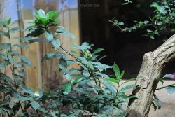 zoo-bochum-zoo-2015-03-28-112