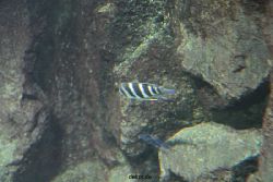 zoo-bochum-zoo-2015-03-28-113