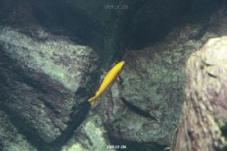 zoo-bochum-zoo-2015-03-28-114