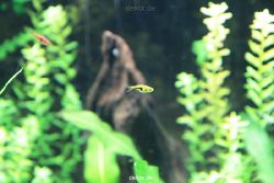 zoo-bochum-zoo-2015-03-28-116