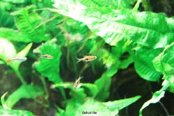 zoo-bochum-zoo-2015-03-28-118