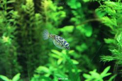 zoo-bochum-zoo-2015-03-28-121