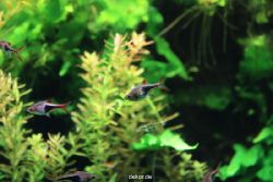 zoo-bochum-zoo-2015-03-28-122
