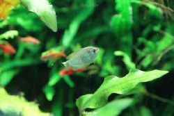 zoo-bochum-zoo-2015-03-28-128