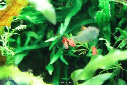 zoo-bochum-zoo-2015-03-28-129