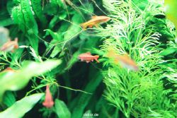 zoo-bochum-zoo-2015-03-28-130