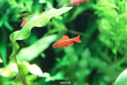 zoo-bochum-zoo-2015-03-28-131