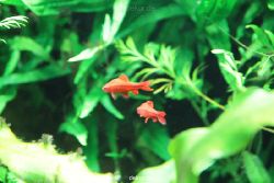 zoo-bochum-zoo-2015-03-28-132