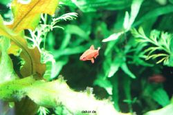 zoo-bochum-zoo-2015-03-28-133