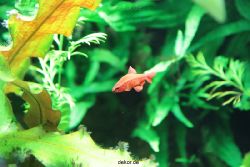 zoo-bochum-zoo-2015-03-28-134