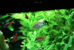 zoo-bochum-zoo-2015-03-28-136