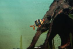 zoo-bochum-zoo-2015-03-28-138
