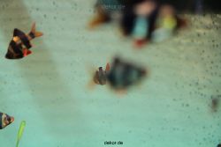 zoo-bochum-zoo-2015-03-28-139