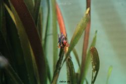 zoo-bochum-zoo-2015-03-28-140