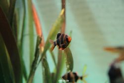 zoo-bochum-zoo-2015-03-28-141