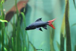 zoo-bochum-zoo-2015-03-28-142